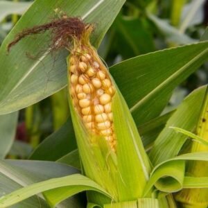 Sweetcorn Alliance F1 Hybrid Seeds