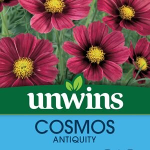 Unwins Cosmos Antiquity 30 Seeds