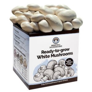 White Mushroom Growing Kit by Merryhill