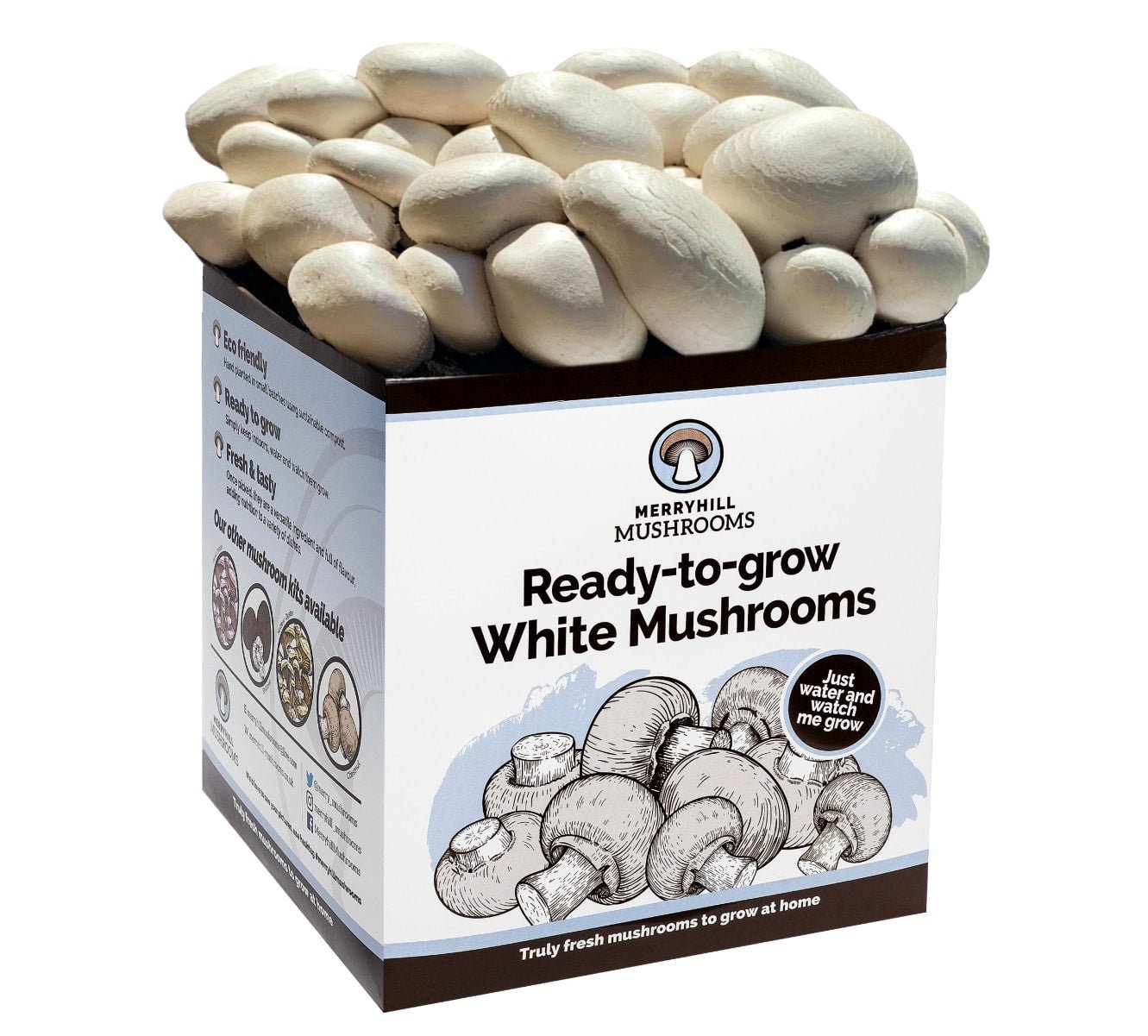 White Mushroom Growing Kit by Merryhill