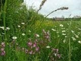 Wild Flower Meadow Mixture Hedgerows Seeds