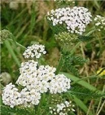 Wild Flower Meadow Mixture Tussock for Wild Animals Seeds