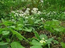 Wild Flower Meadow Mixture Woodlands Seeds