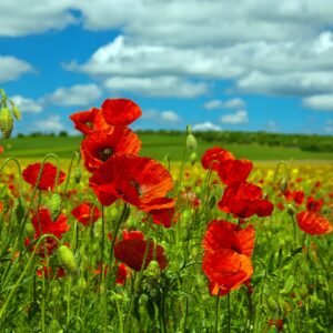 Wild Flower Red Common Field Poppy Papaver rhoeas Seeds