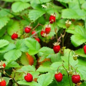 Wild Strawberry Fragaria vesca Seeds
