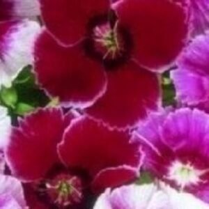 Dianthus Baby Doll Seeds