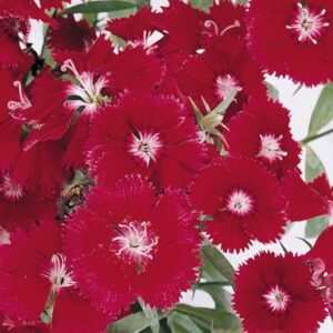 Dianthus Festival Deep Red F1 Hybrid Seeds