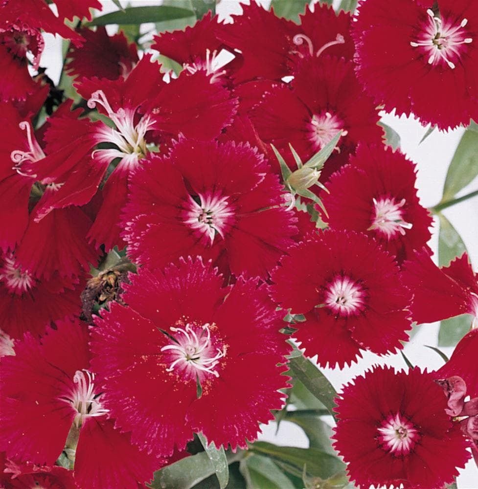 Dianthus Festival Deep Red F1 Hybrid Seeds