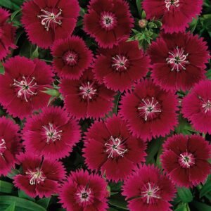 Dianthus Festival Violet F1 Hybrid Seeds