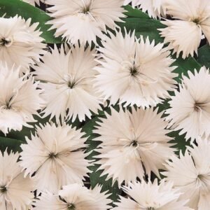 Dianthus Festival White F1 Hybrid Seeds