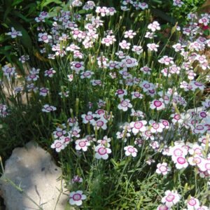 Dianthus deltoides Microchip Rockery Mix Seeds