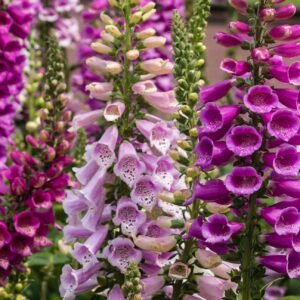 Digitalis Foxy Mixed Seeds
