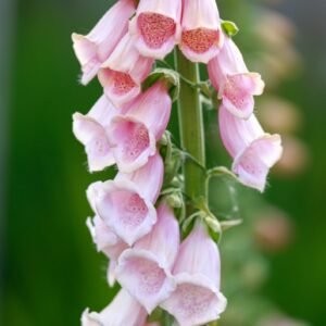 Digitalis Purpurea Apricot Seeds