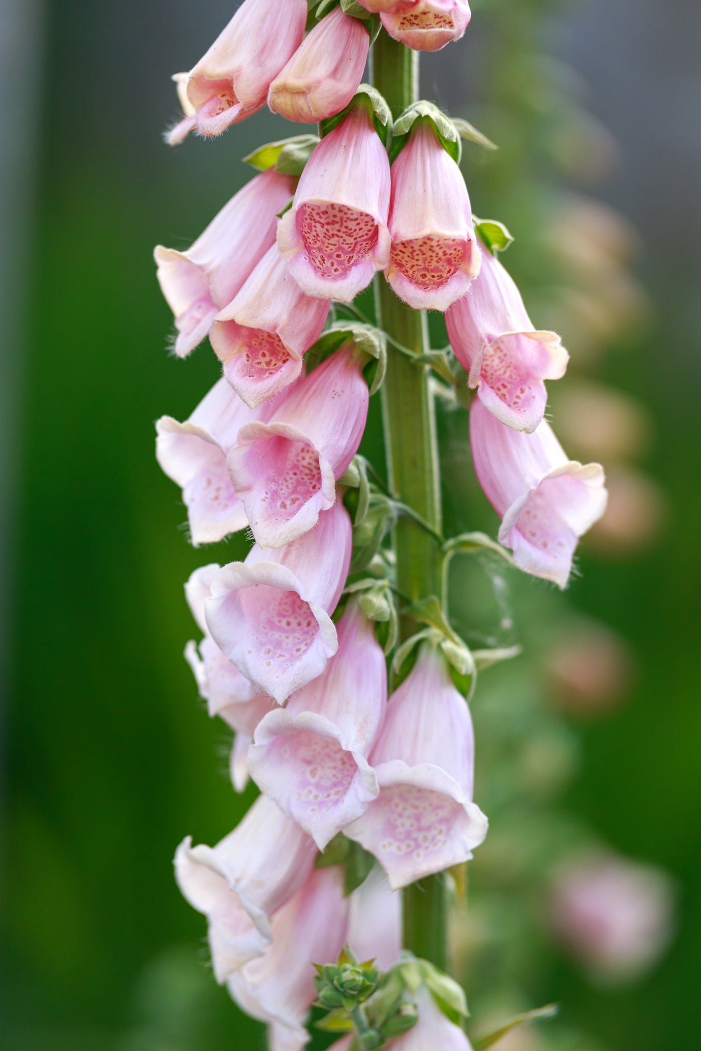 Digitalis Purpurea Apricot Seeds