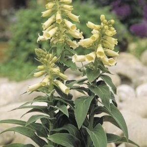 Digitalis grandiflora Carillon Seeds