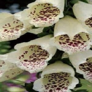 Foxglove Digitalis Dalmatian F1 Hybrid Cream Seeds