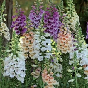 Foxglove Digitalis Dalmatian F1 Hybrid Mixed Seeds