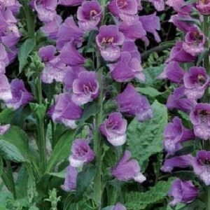 Foxglove Digitalis Dalmatian F1 Hybrid Purple Seeds