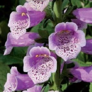 Foxglove Digitalis Dalmatian F1 Hybrid Rose Seeds
