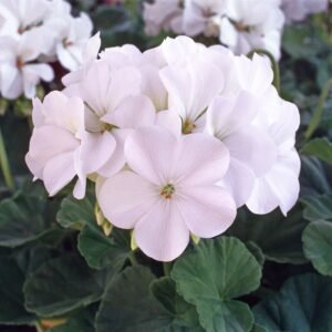 Geranium Horizon F1 Hybrid White Seeds
