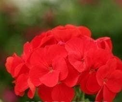 Geranium Spirit Pink F2 Hybird Seeds