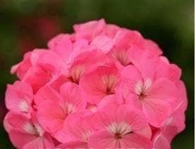 Geranium Spirit Rose F2 Hybrid Seeds