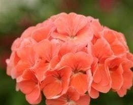 Geranium Spirit Salmon F2 Hybrid Seed