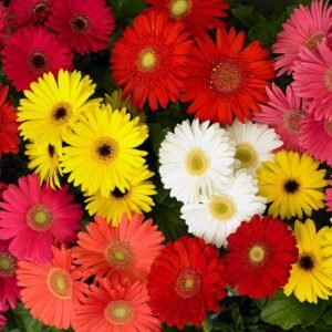 Gerbera Mega Revolution Select Mix Seeds