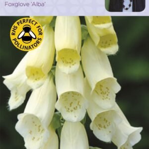Johnsons Sarah Raven's Foxglove Alba 1000 Seeds