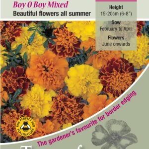 Kings Seeds Marigold Boy O'Boy 100 Seeds