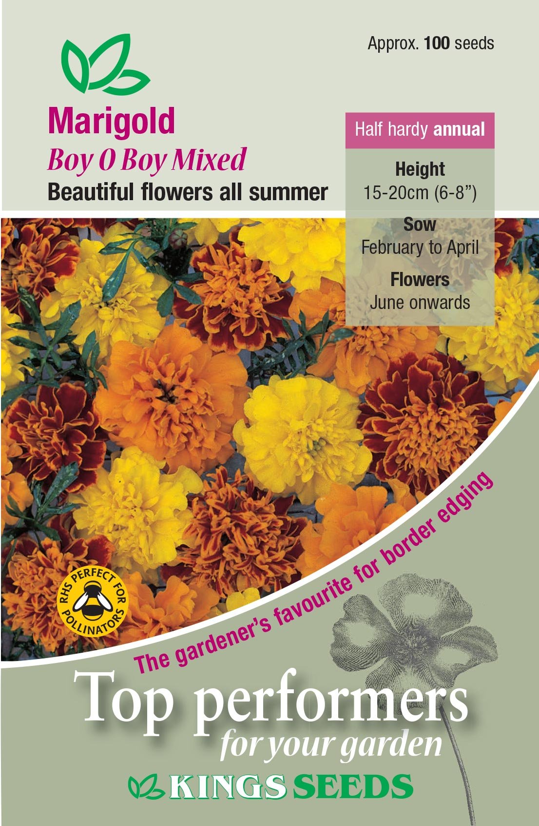 Kings Seeds Marigold Boy O'Boy 100 Seeds