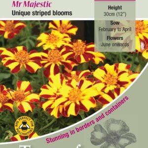 Kings Seeds Marigold Mr Majestic 125 Seeds
