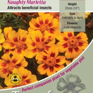 Kings Seeds Marigold Naughty Marietta 175 Seeds