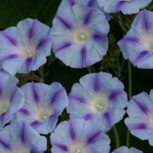 Morning Glory Ipomoea Blue Jay Seeds