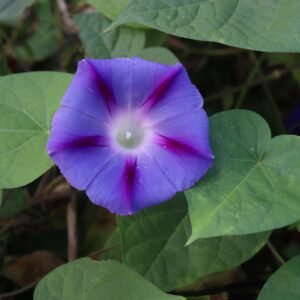 Morning Glory Ipomoea Kniolas Black Seeds