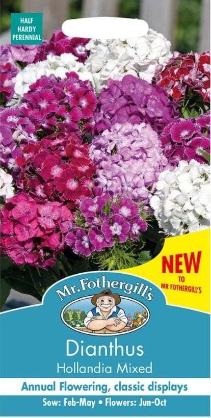 Mr Fothergills Dianthus Hollandia Mix 100 Seeds