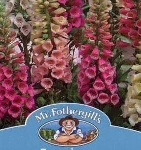 Mr Fothergills Foxglove Foxy Mixed 1000 Seeds