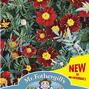 Mr Fothergills Marigold (French) Red Knight Seeds
